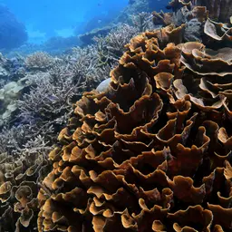 Serpent Coral, photo 9