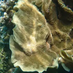 Serpent Coral, photo 10