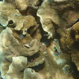 Serpent Coral, photo 11