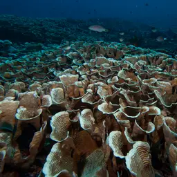 Serpent Coral, photo 12