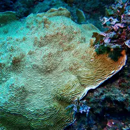 Serpent Coral, photo 2