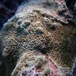 Serpent Coral, photo 3