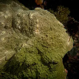 Serpent Coral, photo 4
