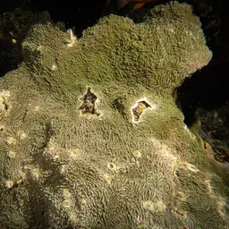 Serpent Coral, photo 5
