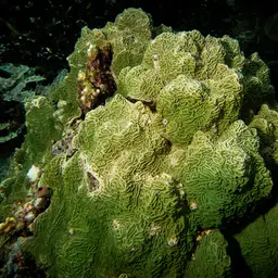 Serpent Coral, photo 6