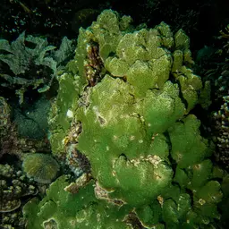 Serpent Coral, photo 7