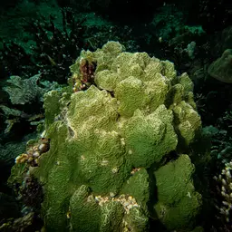 Serpent Coral, photo 8