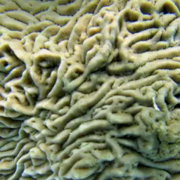 Serpent Coral, photo 9