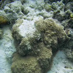 Serpent Coral, photo 10