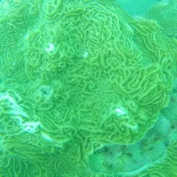 Serpent Coral, photo 11