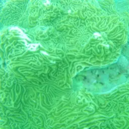Serpent Coral, photo 12
