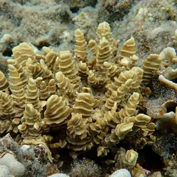 Serpent Coral, photo 1