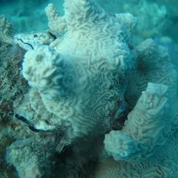 Serpent Coral, photo 2