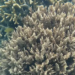 Serpent Coral, photo 3