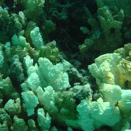 Serpent Coral, photo 4