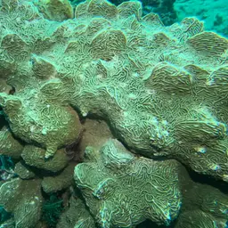 Serpent Coral, photo 5