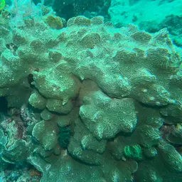 Serpent Coral, photo 6