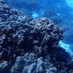 Serpent Coral, photo 7