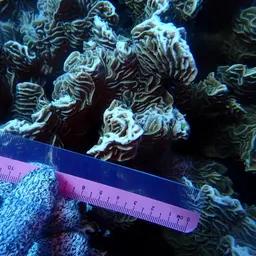 Serpent Coral, photo 8