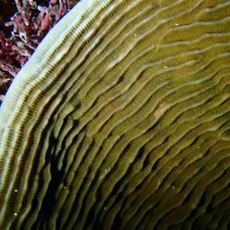 Serpent Coral, photo 9