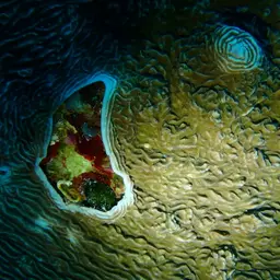 Serpent Coral, photo 10