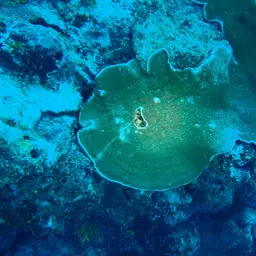 Serpent Coral, photo 11