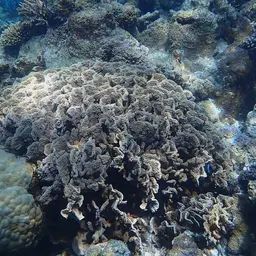 Serpent Coral, photo 12