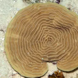 Serpent Coral, photo 1