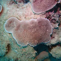 Serpent Coral, photo 2