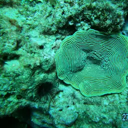 Serpent Coral, photo 3