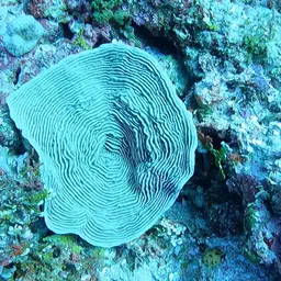 Serpent Coral, photo 4