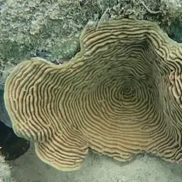 Serpent Coral, photo 5