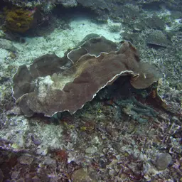 Serpent Coral, photo 6