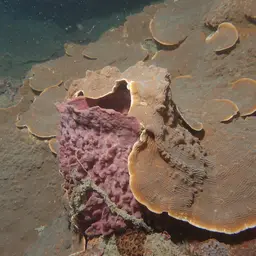 Serpent Coral, photo 7