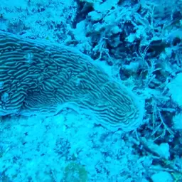 Serpent Coral, photo 8