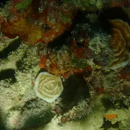 Serpent Coral, photo 9