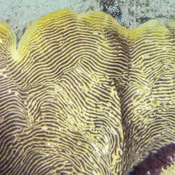 Serpent Coral, photo 10