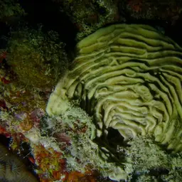 Serpent Coral, photo 11