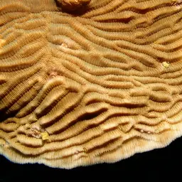 Serpent Coral, photo 12