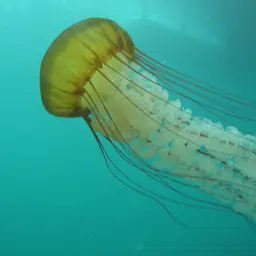 Pacific Sea Nettle, photo 1