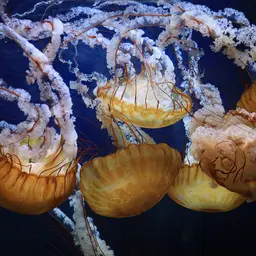 Pacific Sea Nettle, photo 2