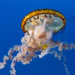 Pacific Sea Nettle, photo 3