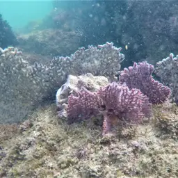 Sea Fan, photo 1