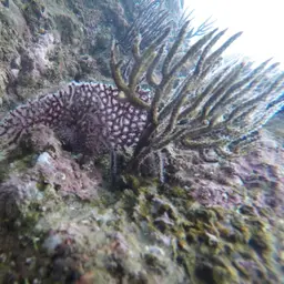 Sea Fan, photo 2