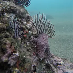 Sea Fan, photo 3