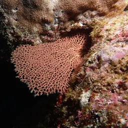 Pacific Sea Fan, photo 1