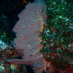 Pacific Sea Fan, photo 2