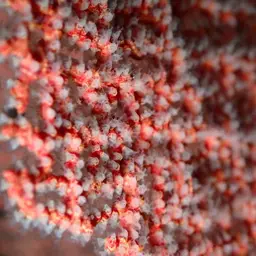 Pacific Sea Fan, photo 3