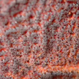 Pacific Sea Fan, photo 4
