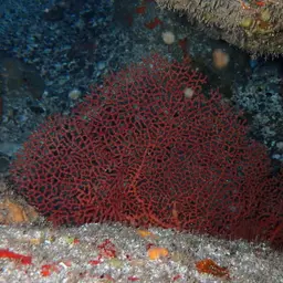 Pacific Sea Fan, photo 5